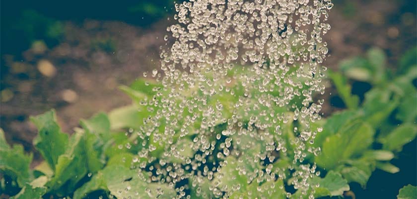 Watering Garden