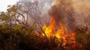 Wild bushfire spreading through dry Australian scrubland with intense flames and heavy smoke